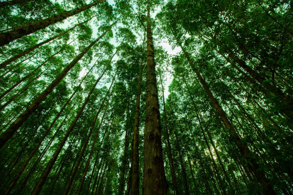 B3 confirms JBS in the Carbon Efficient Index
