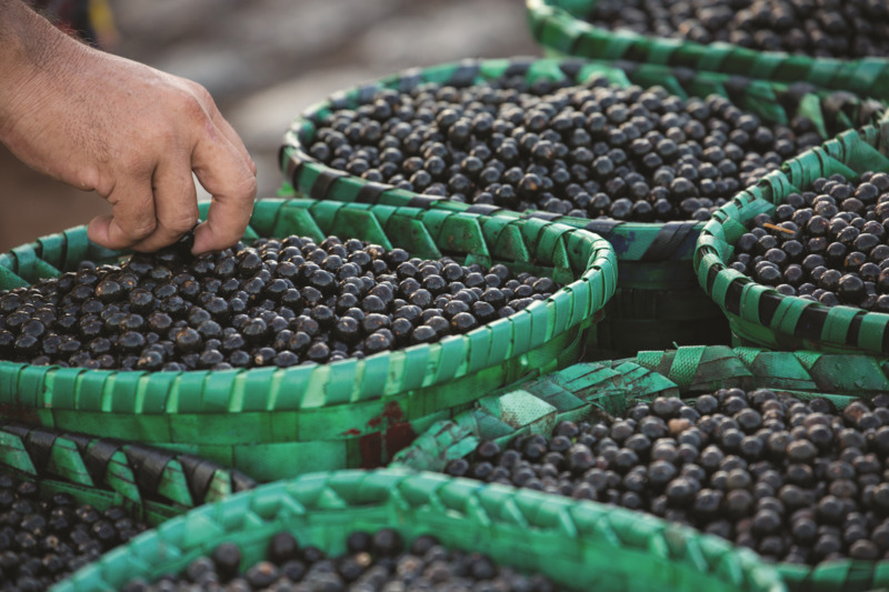 JBS Fund for the Amazon is supporting the açaí plant operations of cooperative members in Amapá