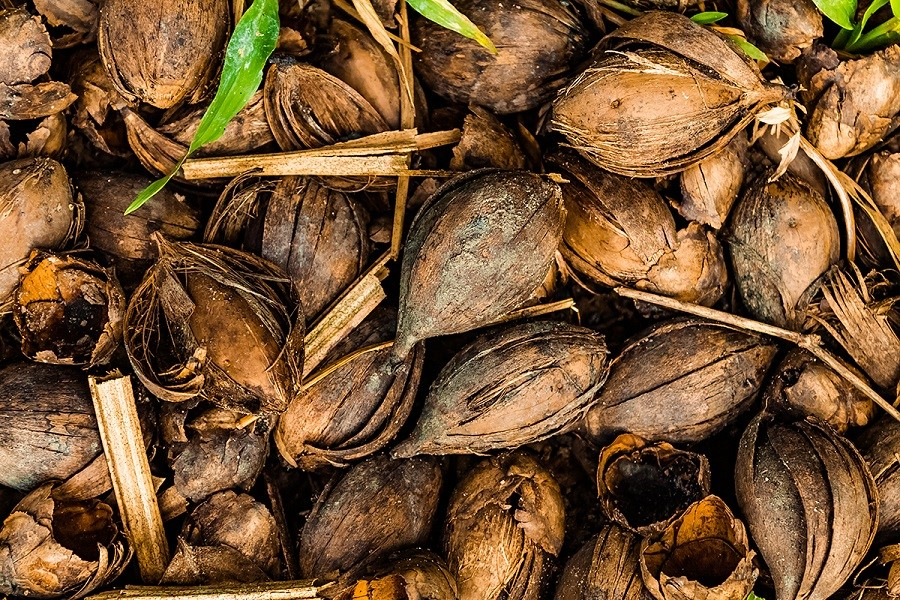 JBS Fund for the Amazon Supports Project Developing Bioplastic from Brazil Nut Waste